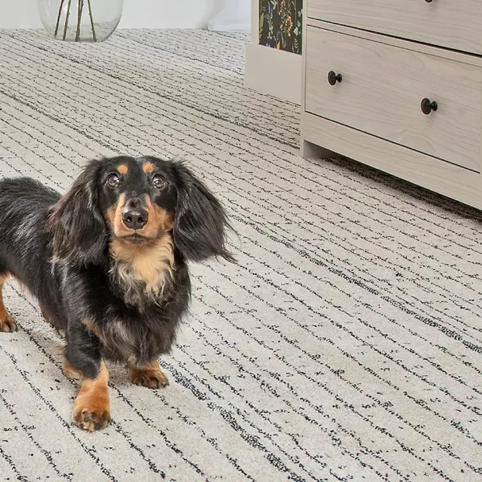 Carpet Flooring | Select Floors