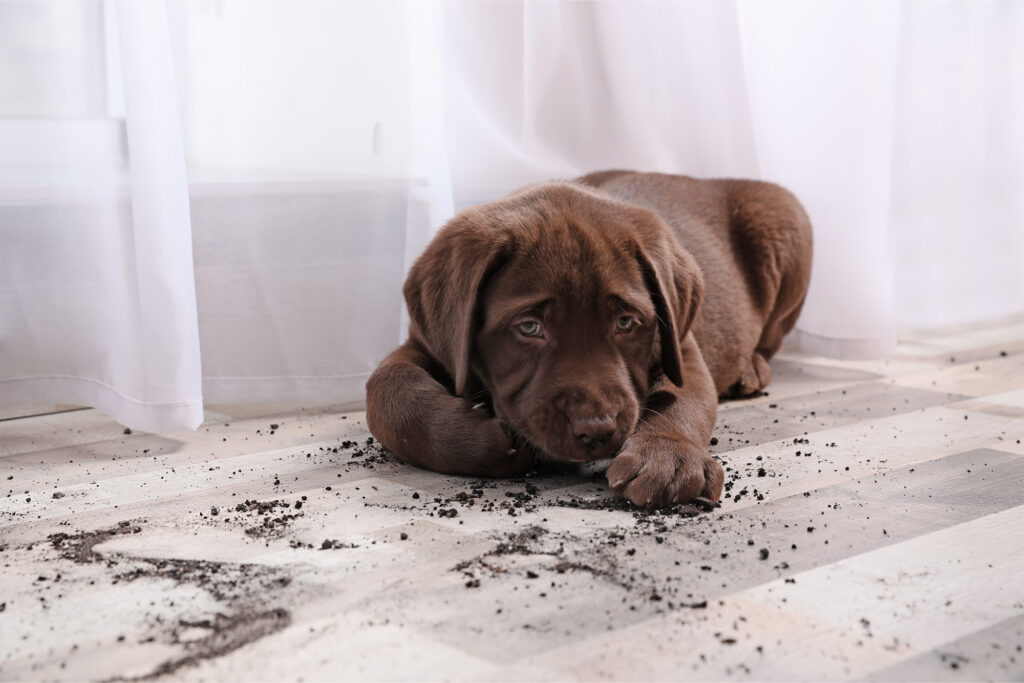 puppy with a mess on luxury vinyl flooring | Select Floors